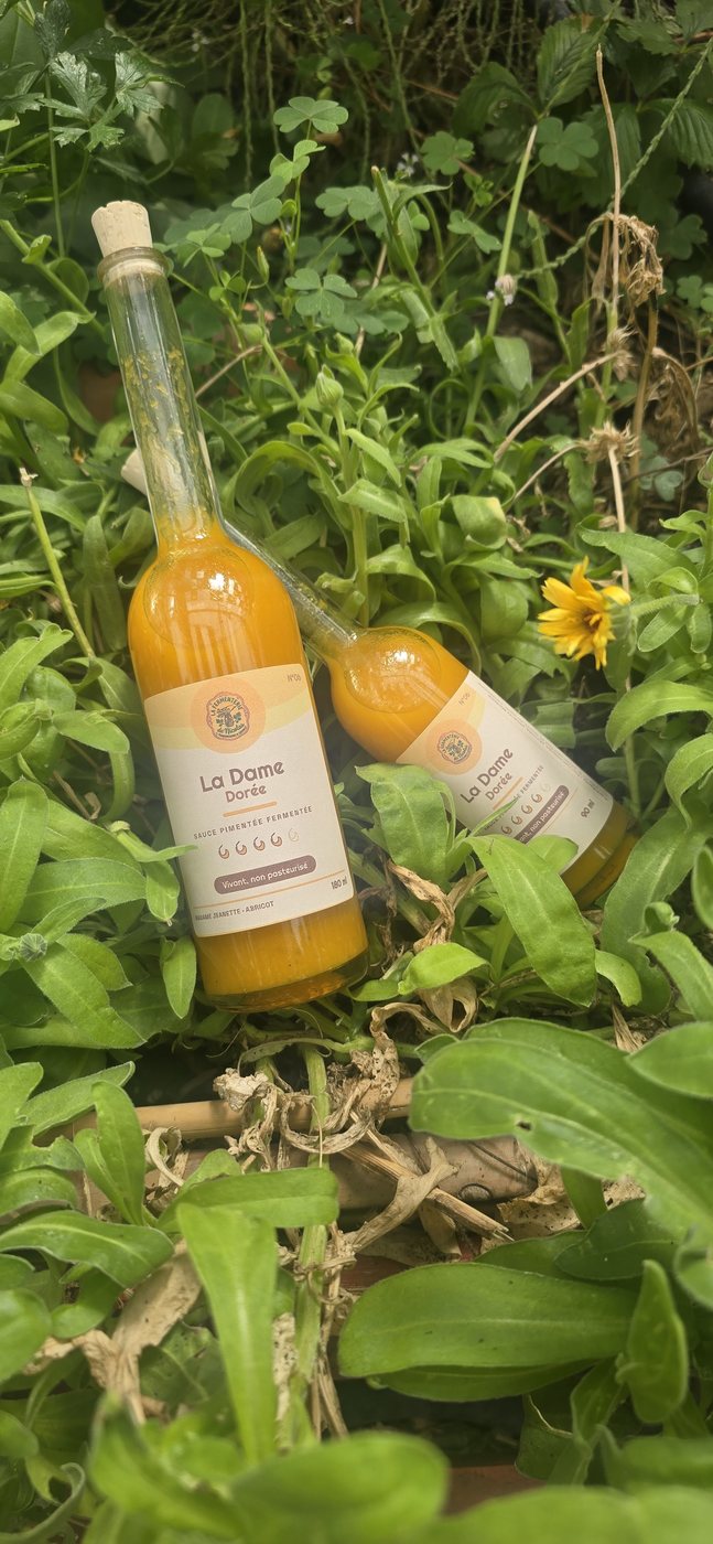 Deux bouteilles de sauce pimentée fermentée « La Dame Dorée » posées dans la verdure