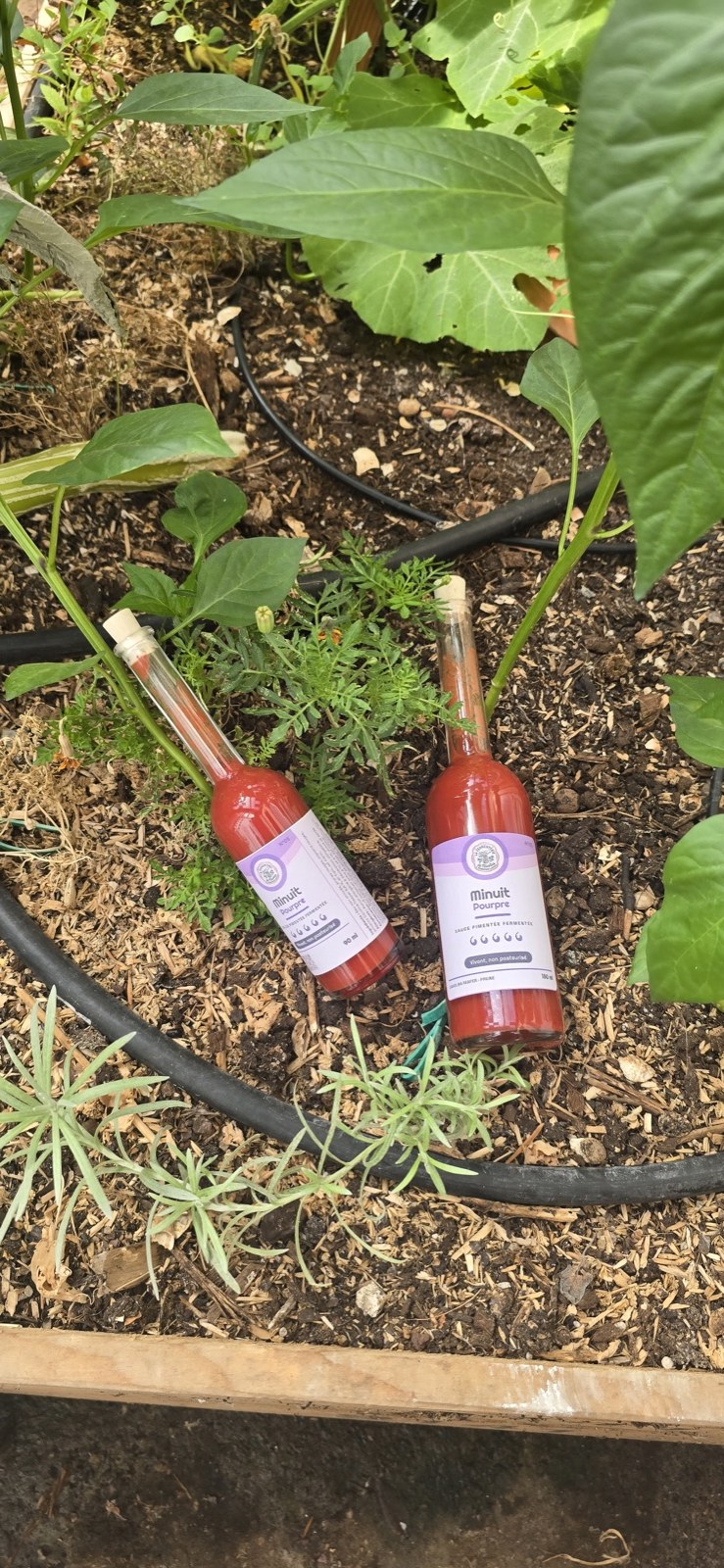 Deux bouteilles de sauce pimentée fermentée « Minuit Pourpre » au Carolina Reaper de La Fermenterie de Nicolas